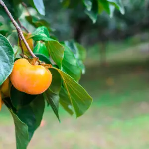 Kaki 'Rojo Brillante'