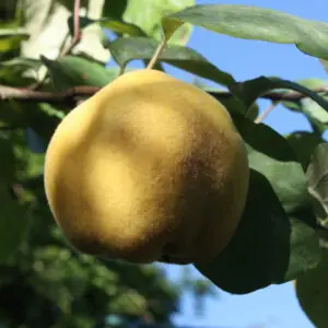 Quince tree in autumn