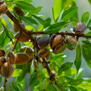 Sødmandel 'Tuono' Prunus dulcis