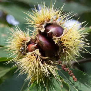 ægte kastanje 'Marrone di Marradi'