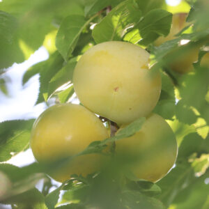 Blomme 'Mirabelle de Nancy' Prunus domestica subsp. syriaca