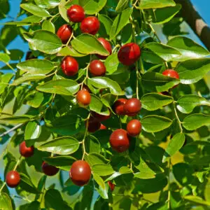 Ziziphus jujuba 'Dong'