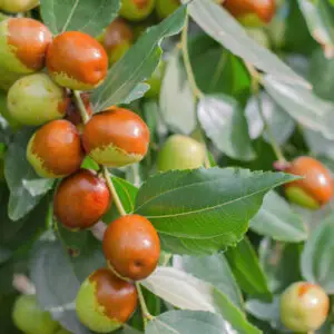 Ziziphus jujuba 'Meimi'