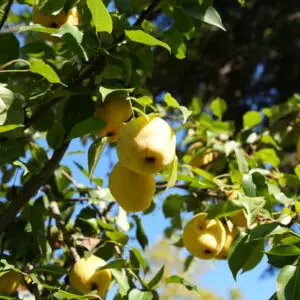 Cydonia oblonga 'Vranja'