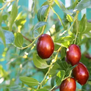 Jujube 'li'
