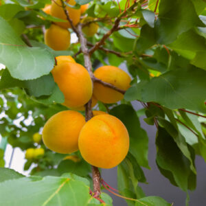 Apricots on a tree branch.