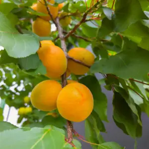Apricots on a tree branch.