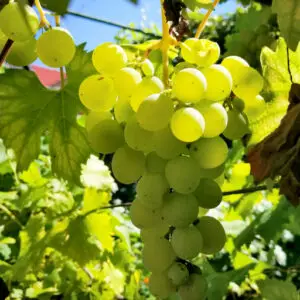 Vitis ‘Supaga’ er en dekorativ, klatrende drueplante med søde, blå-violette druer. Ideel til pergolaer, espalier og haver.