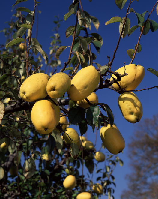 Pærekvæde 'Ludovic' - Cydonia oblonga