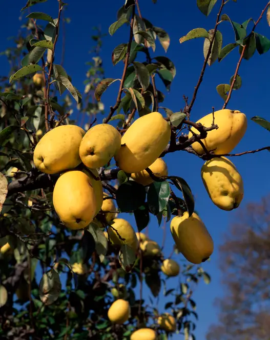 Pærekvæde 'Ludovic' - Cydonia oblonga
