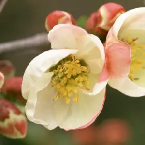 Chaenomeles speciosa ‘Kinshiden’ er en hårdfør prydbusk med smukke hvide blomster om foråret og dekorative frugter om sensommeren. Ideel til haver, hegn og biodiversitetsprojekter.