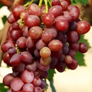 itis ‘Einset Seedless’ er en dekorativ, klatrende drueplante med søde, kernefrie blå-violette druer. Ideel til pergolaer, espalier og haver.