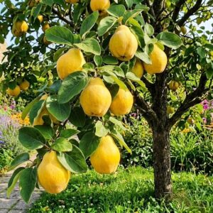 "Cydonia oblonga 'Portugal', et kvædetræ med grønne blade og store gyldengule frugter, stående i en solrig have med veldrænet jord."