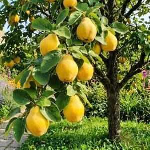 "Cydonia oblonga 'Portugal', et kvædetræ med grønne blade og store gyldengule frugter, stående i en solrig have med veldrænet jord."