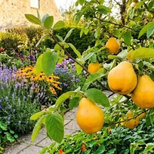 pærekvøde Cydonia oblonga 'Ludovic'