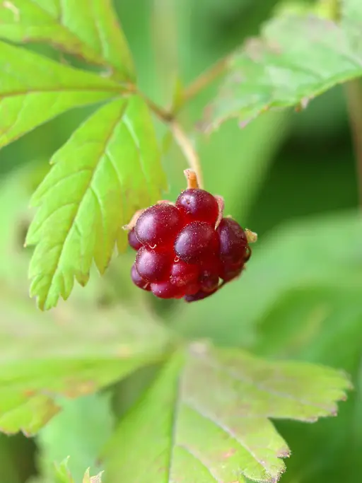 Åkerbær ‘Marika’ - Rubus arcticus - klimaplanter.dk er en bæredygtig ...