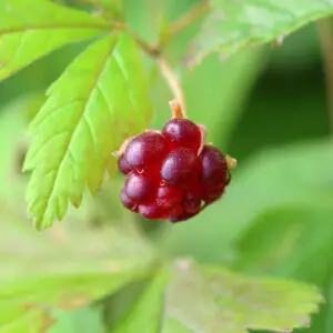 Lavt bunddække af åkerbær ‘Marika’ (Rubus arcticus) med små grønne blade, rosa blomster og røde modne bær i fugtig skovhavejord