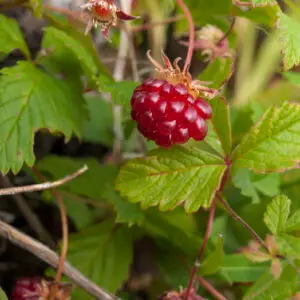 Lavt voksende åkerbær ‘Tarja’ (Rubus arcticus) som bunddække med små grønne blade, rosa blomster og modne røde bær i skovhave-lignende miljø