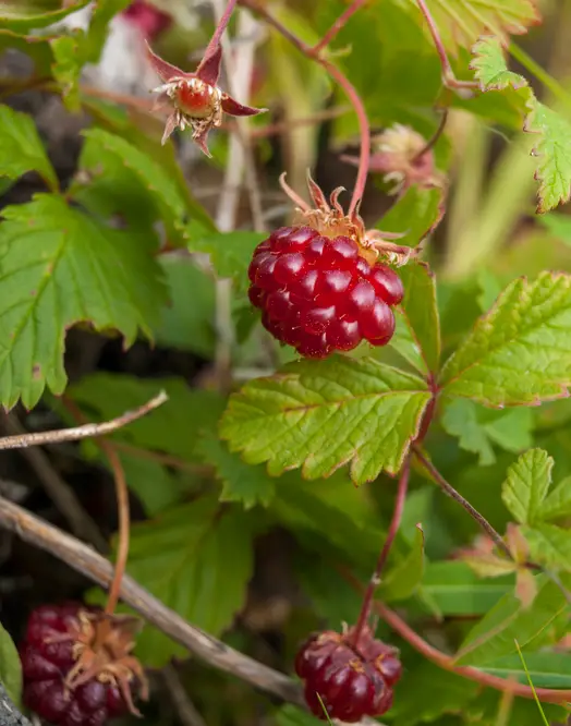Lavt voksende åkerbær ‘Tarja’ (Rubus arcticus) som bunddække med små grønne blade, rosa blomster og modne røde bær i skovhave-lignende miljø