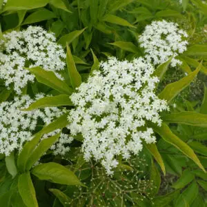 Hyld ‘Korsø’ (Sambucus nigra) med cremehvide blomsterskærme og mørke hyldebær på kraftig, busket plante i haven