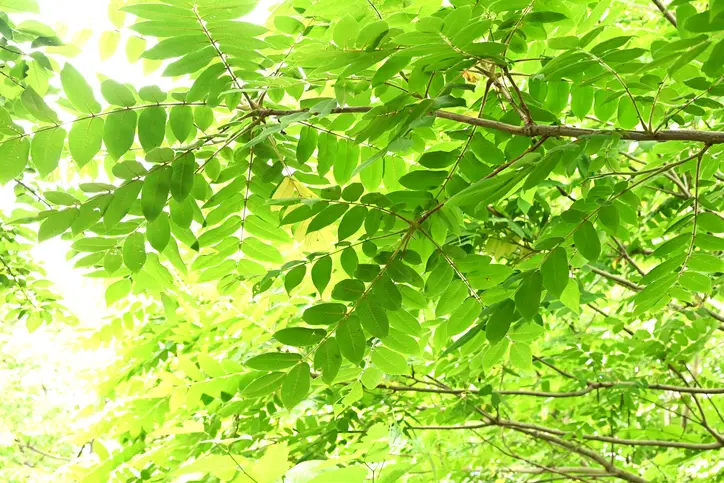 Japanese walnut (Juglans mandshurica) fruits. Juglandaceae deciduous tree. The oval fruit (Drupe) is densely hairy and edible and medicinal when ripe.