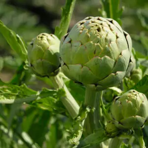 Artiskok ‘Vert de Lyon’ (Cynara cardunculus) er en robust, flerårig artiskok med store, spiselige blomsterknopper. Velegnet til køkkenhave og prydhave med høj pryd- og biodiversitetsværdi.