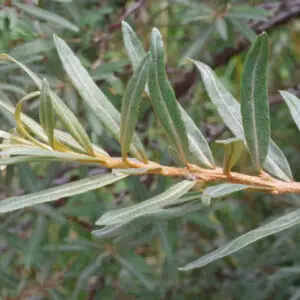 Havtorn ‘Otto’ (tornfri) – Hippophae rhamnoides