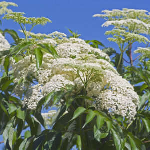 Canadisk hyld 'Ranch' (Sambucus canadensis 'Ranch') er en kompakt og rigtbærende hyld med store blomsterskærme og mørke bær. Ideel til naturhaver, skovhaver og biodiversitetsvenlige beplantninger.