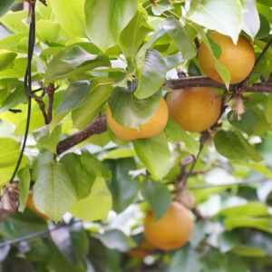 Japansk pære ‘Hosui’ (Pyrus pyrifolia) er et produktivt frugttræ med sprøde, saftige og søde pærer. Velegnet til frugthaver og solrige placeringer med både prydværdi og høj frugtkvalitet.