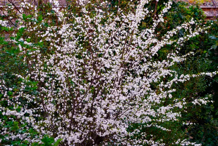 Surkirsebær Surkirsebær ‘Romeo’ (Prunus fruticosa)