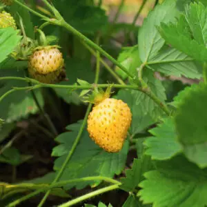 Skovjordbær ‘Alpine Yellow’ - Fragaria vesca