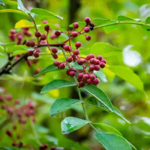Zanthoxylum americanum (amerikansk Szechuanpeber) er en hårdfør, tornet busk med aromatiske frugtskaller med citrusagtig, prikkende smag. Velegnet til naturhaver, læhegn og eksotiske, spiselige beplantninger.