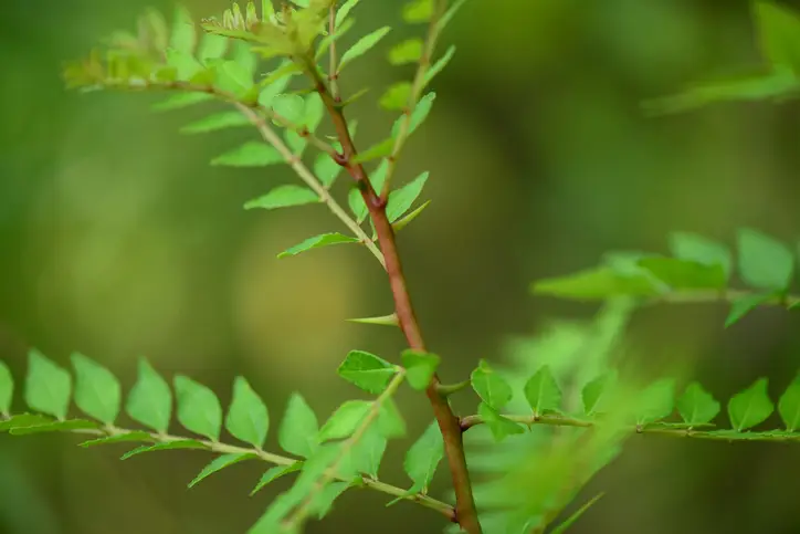 Zanthoxylum schinifolium (koreansk Szechuanpeber) er en aromatisk, tornet busk med citrusagtig, prikkende smag. Velegnet til eksotiske, spiselige haver og naturhaver med høj biodiversitetsværdi.