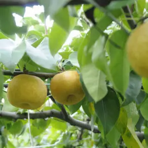 Japansk pære ‘Nijisseiki’ (Pyrus pyrifolia)